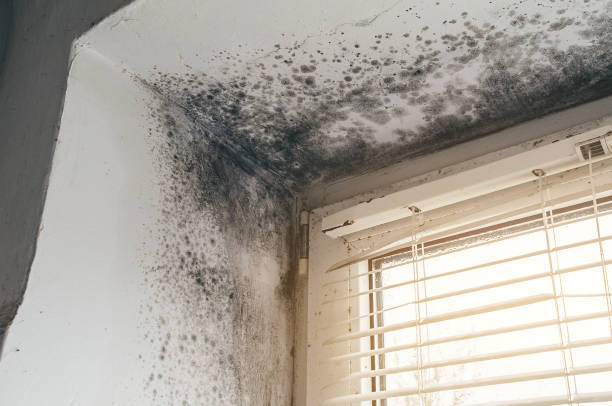 Affordable Mold Remediation solutions in Plainfield, IL